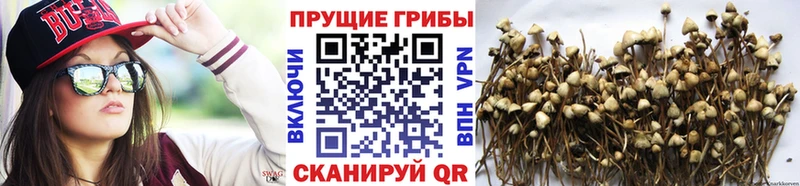 гидра зеркало  Сысерть  Псилоцибиновые грибы Psilocybine cubensis 